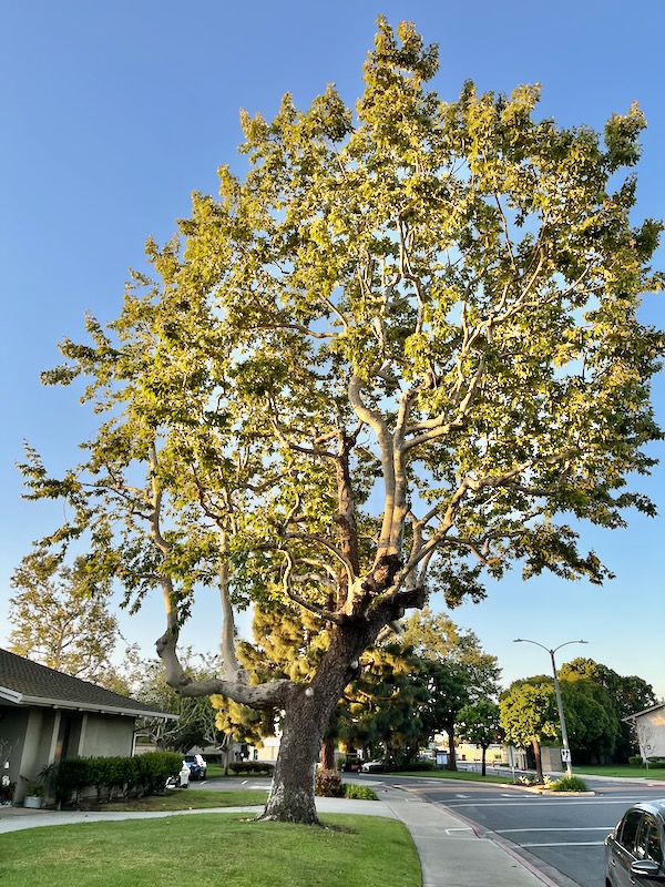 baum - 1